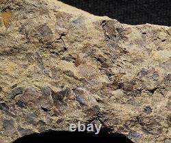 Musée extrêmement rare: Fossile de plante terrestre lycopsid de Silurien, le plus ancien connu