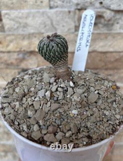 PLANTE DE CACTUS PELECYPHORA ASSELIFORMIS DE 2,5 CM Extrêmement Rare