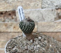 PLANTE DE CACTUS PELECYPHORA ASSELIFORMIS DE 2,5 CM Extrêmement Rare