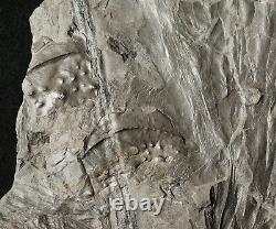 Qualité Du Musée Énorme Plante Fossile Extrêmement Rare Et Deux Arthropleura