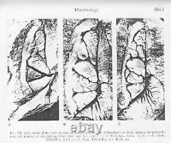 Très Rare Fossile Arthropleura Organe Respiratoire Appelé Plaques De Rosette