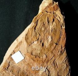 Très Rare Qualité De Musée Vraiment Énorme Jeune Plante Fossile Fougère Spiropteris